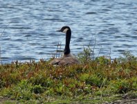 canadagoose.JPG