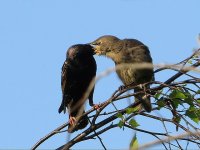 juvenile Starling being fed.jpg