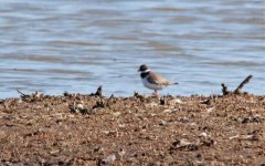 IMG_3527 Plover - Ringed EMAIL.jpg