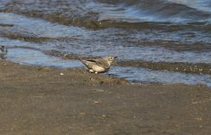 Buf-bellied Pipit.jpg