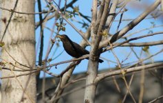 Eurasian Blackbird.jpg