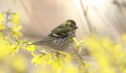 Eurasian Siskin 2.jpg