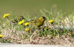 Eurasian Siskin.jpg