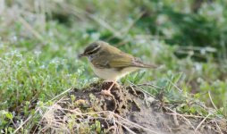 Pale-legged Leaf Warbler.jpg