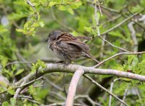 dunnock.JPG