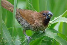 sc munia grass rx100 stx95  DSC02900_edited-2.jpg