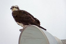 Enlightened Osprey_DSCF00470.jpg