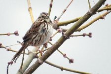 Sparrow In A Tree_DSCF00473BF.jpg