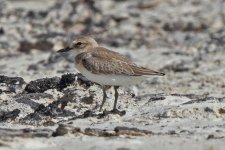 sandplover_greater_2013-06-13_IMG_7333.jpg