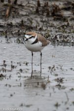 1216_Kentish Plover.jpg