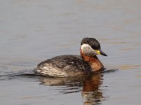 Red-necked Grebe (Podiceps grisegena)_1.jpg