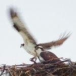 Ospreys_DSCF00451BF.jpg