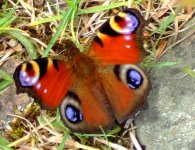 Peacock mulahattin 050806.JPG