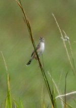 Plain_Prinia.jpg