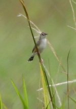 Plain Prinia 2.jpg