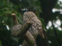 BF Little Owl 1.JPG