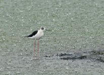 bw stilt.rain DSC0004.jpg