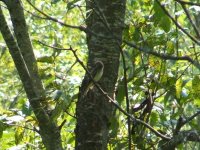 mystery bird august 06 028.jpg