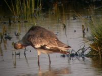 2006.06.09 SG BTGODWIT 01.jpg