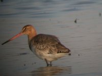 2006.06.09 SG BTGODWIT 02.jpg