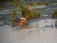 2006.06.09 SG GARGANEY 01.jpg