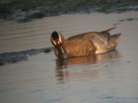 2006.06.09 SG GARGANEY 02.jpg