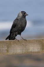 055_Jackdaw.jpg