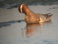 2006.06.09 SG GARGANEY 03.jpg