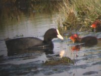 2006.06.09 SG COOTS 01.jpg