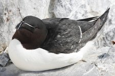 058_Razorbill.jpg