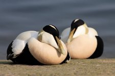 059_Eider.jpg