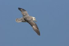 060_Fulmar.jpg