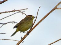 606-03106fg Warbler.jpg