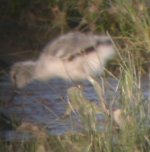 2006.06.09 SG AVOCET CHICKS 02.jpg