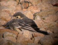 2006.06.10 SG PIED WAGTAIL JUV 01.jpg