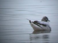 2006.06.10 SG LITTLE GULL 03.jpg