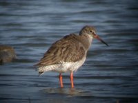 2006.06.10 SG REDSHANK 01.jpg