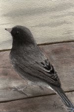 Junco.jpg