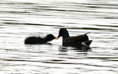 Moorhen 13 may 1 s.jpg