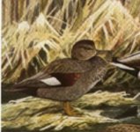 Untitled gadwall.jpg