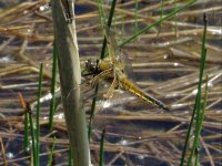 Four-spotted Chaser smll - Penny Hill Bank, 31st May 2013.jpg