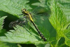 Club-tailed dragonfly resized.JPG