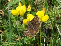 Dingy Skipper edit smll - Penny Hill Bank, 31st May 2013.jpg