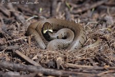 eGrass-Snake_Dungeness_120513_JCL_5679.jpg