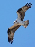 Osprey In Flight_DSCF00569BF.jpg