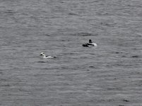 smew.JPG