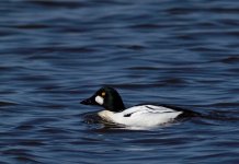 Common Goldeneye (Bucephala clangula)_1.jpg