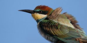 Bee-Eater-Cover.jpg