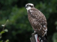 Osprey-Lockwood-Beck.jpg