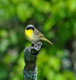 common yellowthroat sony 200v DSC01847_edited-1.jpg